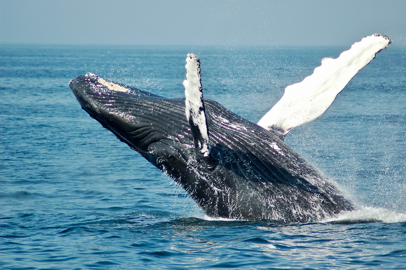 Fuvahmulah dive safari